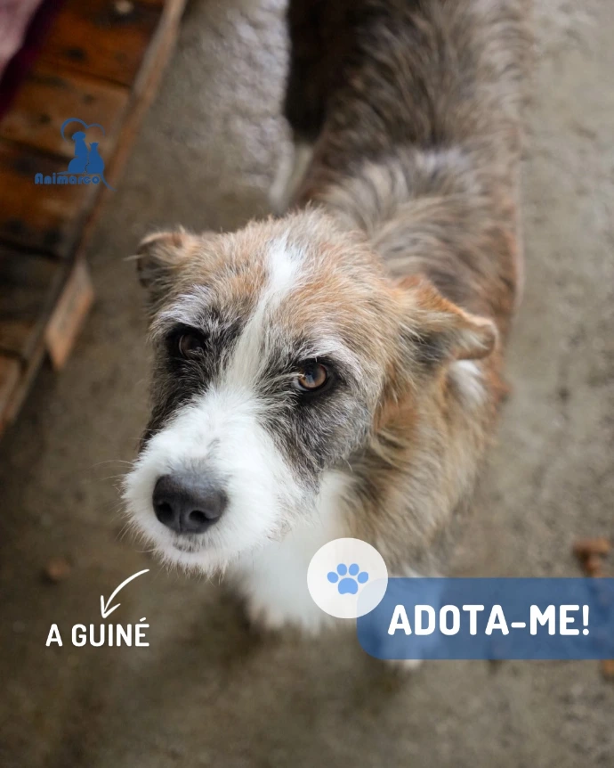 Cão para adoção na sua box 