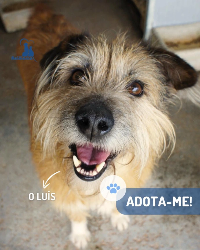 Cão para adoção na sua box 