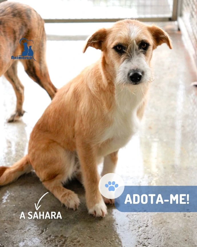 Cão para adoção na sua box 
