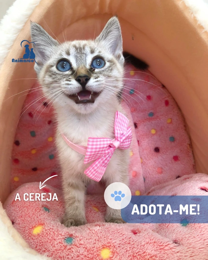 Gatopara adoção na sua box 